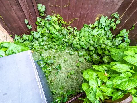 Bindweed Spreading Vines Stock Photos