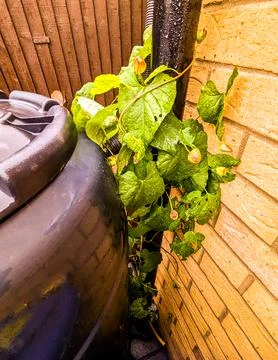 Bindweed Spreading Vines Stock Photos