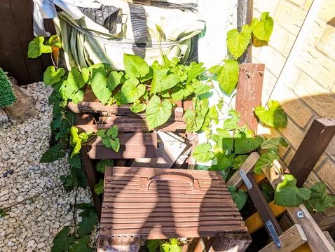 Bindweed Spreading Vines Stock Photos