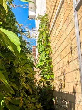 Bindweed Spreading Vines Stock Photos