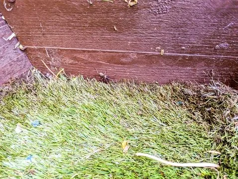 Bindweed Spreading Vines Stock Photos