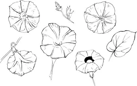 Bindweed Vector hand drawn set of flowers isolated on white background Stock Illustration