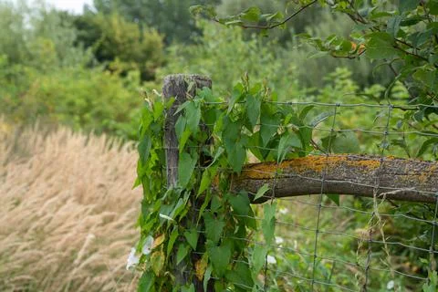 Bindweed vine climbing fence post beside golden dry grasses Stock Photos