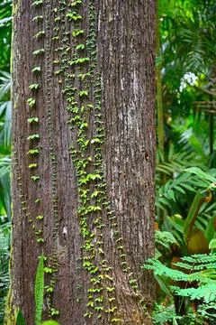 Bindweeds wrap around a tree trunk in a tropical rainforest Stock Photos