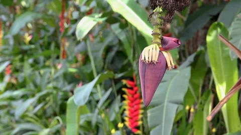 BInflorescence and bunch of bananas on a palm tree in a tropical forestanan Stock Footage 127621716