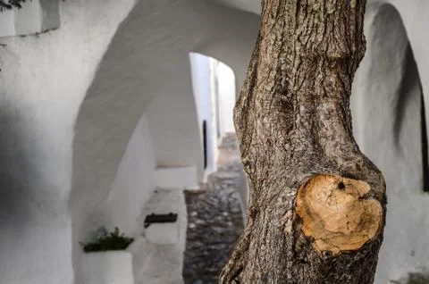 Binibeca tree Stock Photos