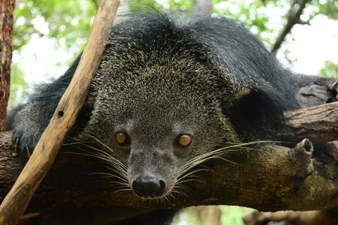 Binturong (Bear-cat) Stock Photos