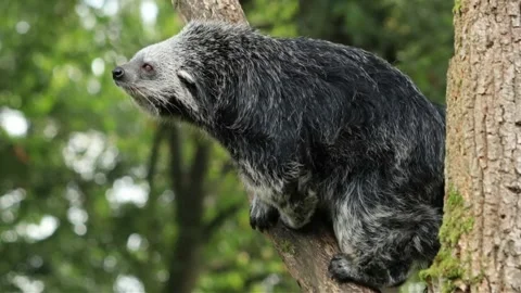 Binturong Bearcat Perched on Tree in Tropical Forest Stock Footage 336267372