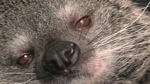 Binturong Close-Up Face Vídeo Stock 195973993