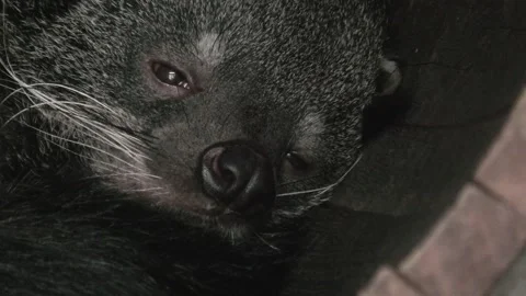 Binturong Close-up Vídeo Stock 219203019