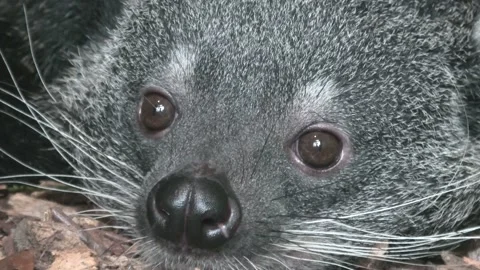 Binturong face close-up Vídeo Stock 169790424