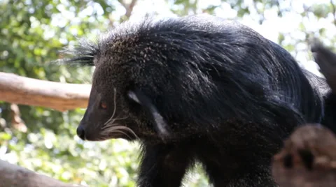 Binturong Stock Footage 34454013
