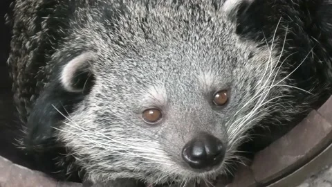 Binturong Vídeo Stock 176203160