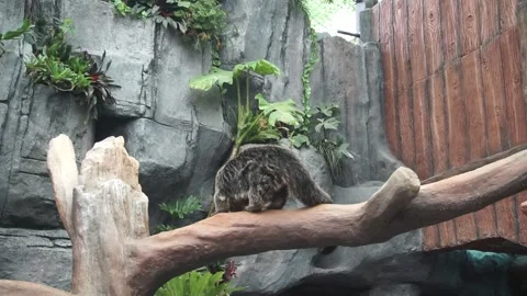 A binturong Video stock 330185476