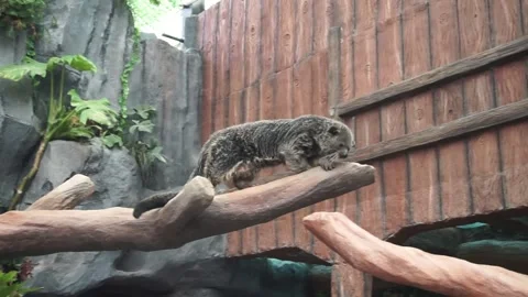 A binturong Video stock 330185552