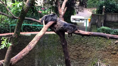 Binturong or bearcat sleeping on a tree branch in a park Video stock 333637821