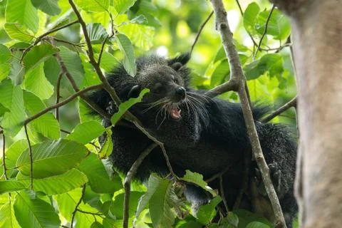 Binturong Stock-Fotos