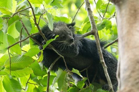 Binturong Stock Photos