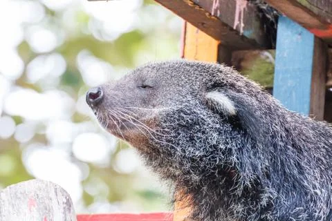 Binturong Stock Photos