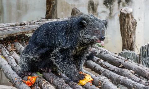 Binturong Stock Photos