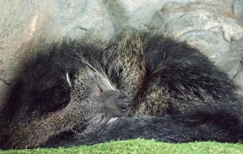 Binturong Stock Photos