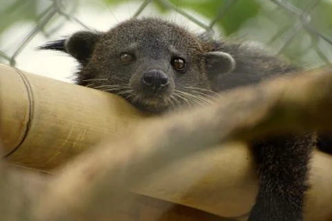 Binturong Stock Photos
