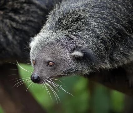 Binturong Stock Photos