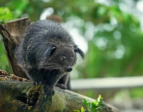 Binturong Stock Photos