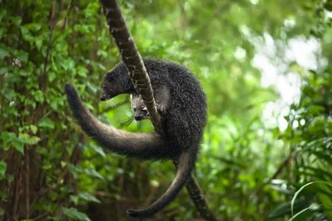 Binturong Stock Photos