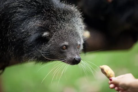 Binturong Stock Photos