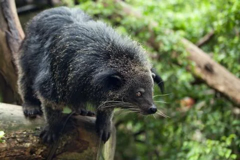 Binturong Stock Photos
