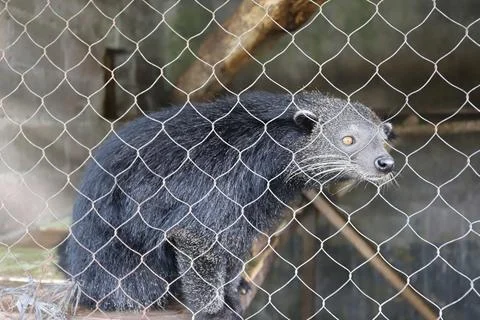 Binturong Resting Inside an Enclosure Surrounded by Protective Wire Mesh Stock Photos