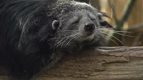 Binturong sitts on tree trunk and yawning in slow motion Stock Footage 22219102