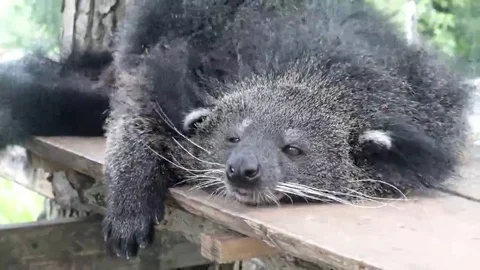 Binturong sleeping lazy Stock Footage 69079364
