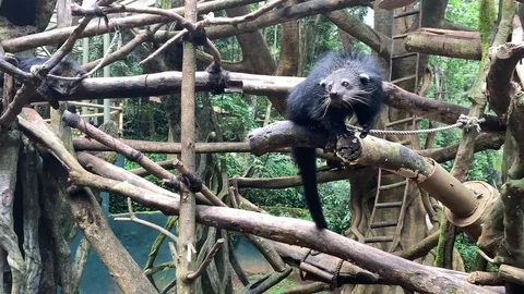 Binturong on a tree, facing camera Stockbeeldmateriaal 105307973