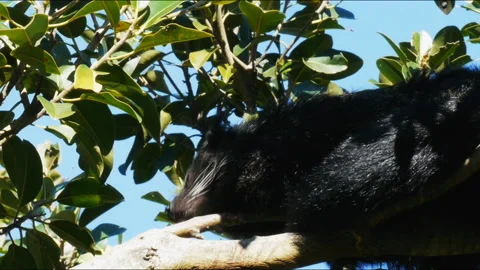 A binturong in a tree Stock Footage 132607816