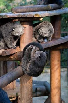 Binturongs playing Stock Photos