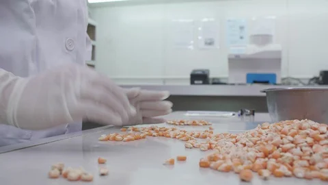 A bio analyst's wearing white lab coat and white gloves sorting out corn Stock Footage 128946932