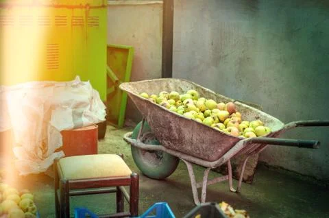 Bio apples selection process on a farm in Albania Stock Photos