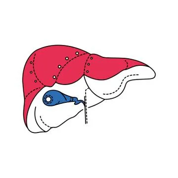 Bio artificial liver color line icon. Supportive device for an individual who Illustrazione stock