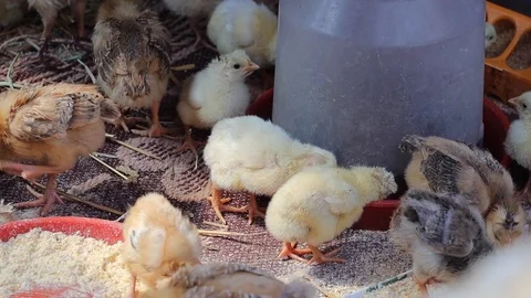 Bio chickens drinking water Stock Footage 127526704
