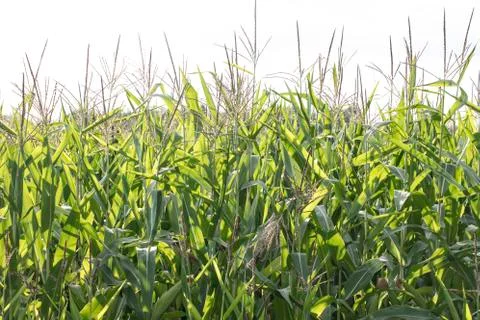 BIO corn grows in the field Stock Photos