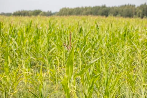 BIO corn grows in the field Stock Photos