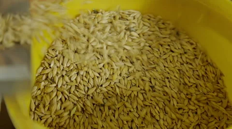 Bio lab and experiment with feed for animals Stock Footage 63614633