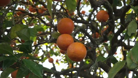 Bio orange tree at sunset, hand on fruits Stock Footage 107438983