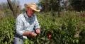 Bio Organic Red Pepper Farmland Gardener Explain Good Paprika Vegetables Growth 4k or 4k+ Resolution