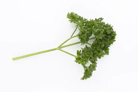Bio parsley leaf on white background. Stock Photos