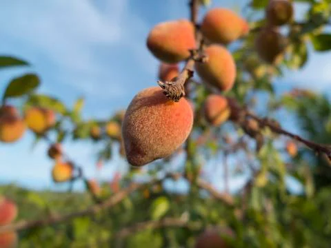 Bio Peach Stock Photos
