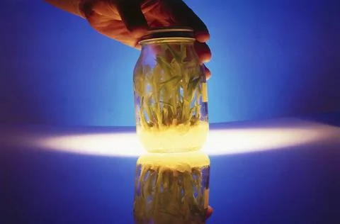 Bio-tech experiment, india Copyright: xJagdishxShinde/DinodiaxPhotox  Stock Photos