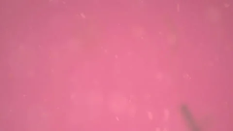 Bio ultra macro background. Video stock 102387055